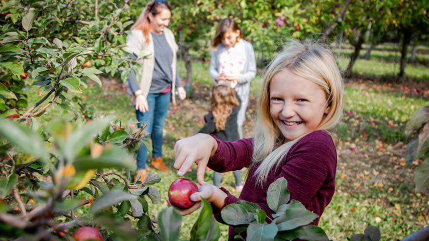 Terrace Mountain Apple Orchard. Schoharie, NY