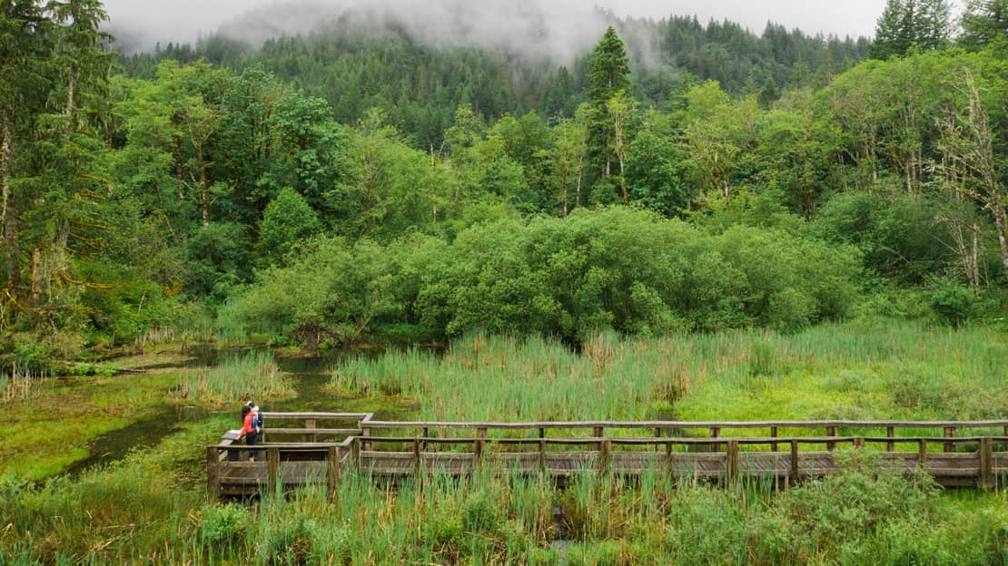 Wetland Trail at Wildwood Recreation Site near Welches
