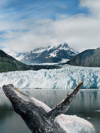 Visit Alaska Whale Watching
