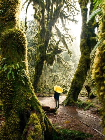 Hoh Rain Forest, Olympic National Park, WA