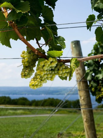 Riesling Grapevines - Finger Lakes, Boundary Breaks Vineyards, Lodi, NY