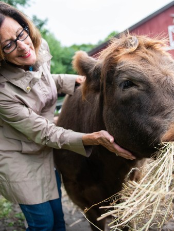 Mountain Horse Farm