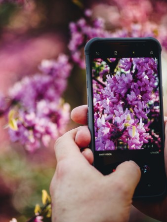 Lilac Festival, Rochester, New York