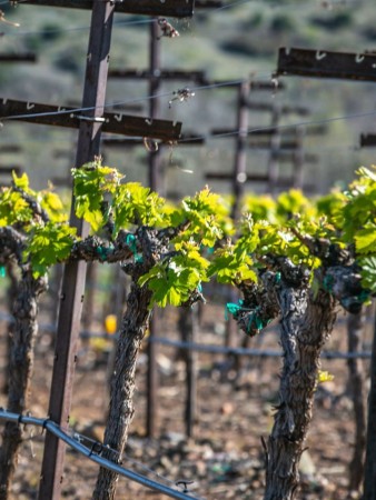Vines, Cottonwood, Arizona