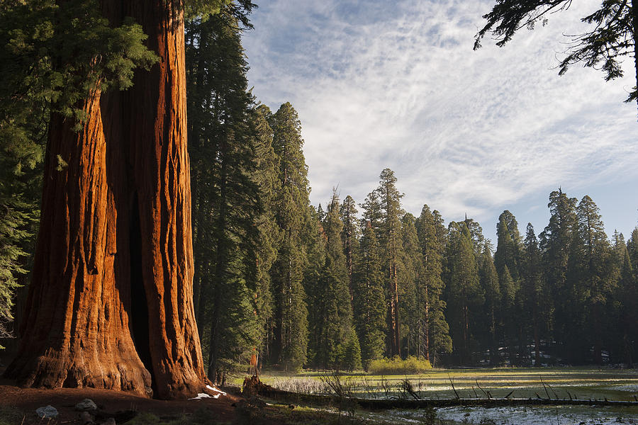 Sequoia and Kings Canyon National Park