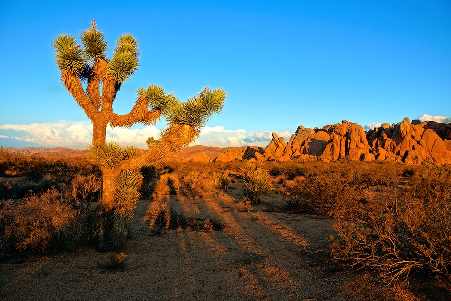 Joshua Tree National Park