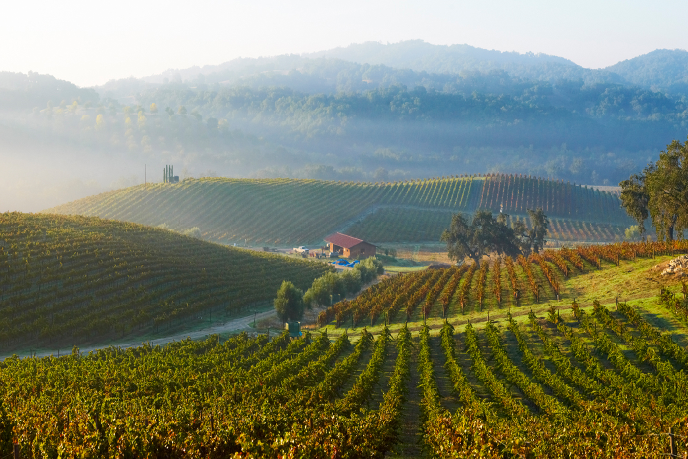 Sunset Meadow Vineyards