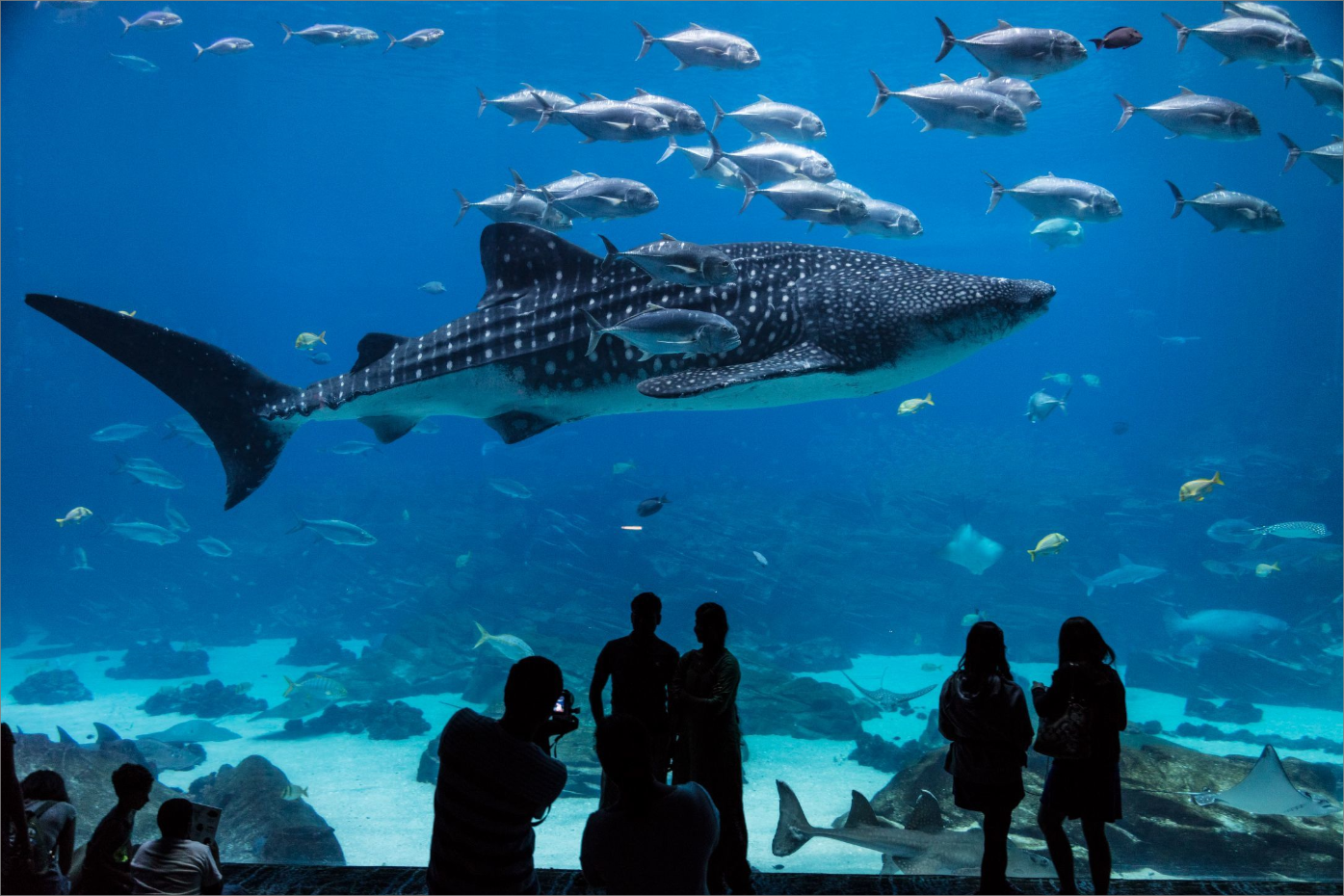 Georgia Aquarium