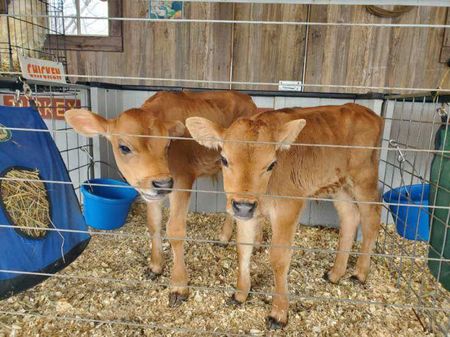 Petting Zoo Calves, Streetsboro Bicentennial Birthday Bash