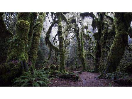 Hoh Rain Forest, Olympic National Park