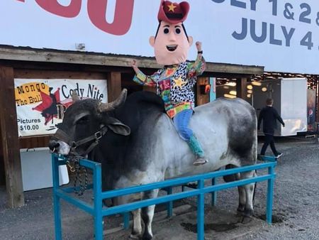 Mongo Bull, Cody Rodeo